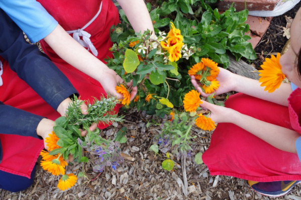 Gathering edible flowers