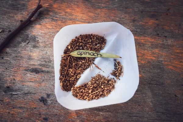 Spinach seeds
