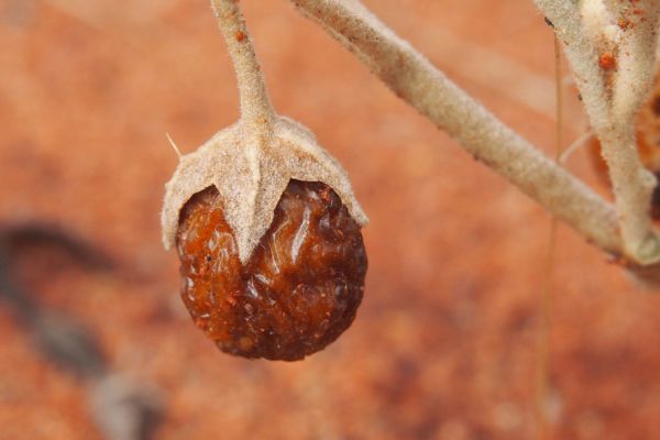 Dried bush tomato