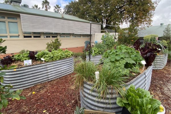 The garden at Corowa Public School