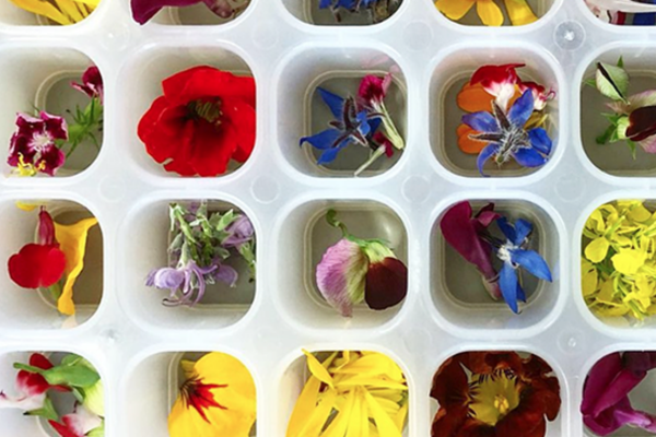 Floral ice cubes