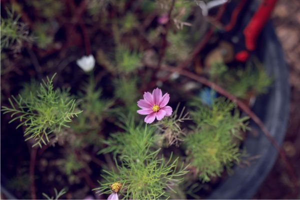 Flower