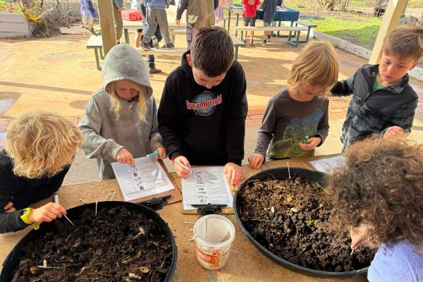 Children looking for insects in compost