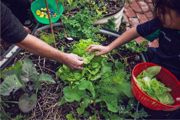Children harvesting lettuce