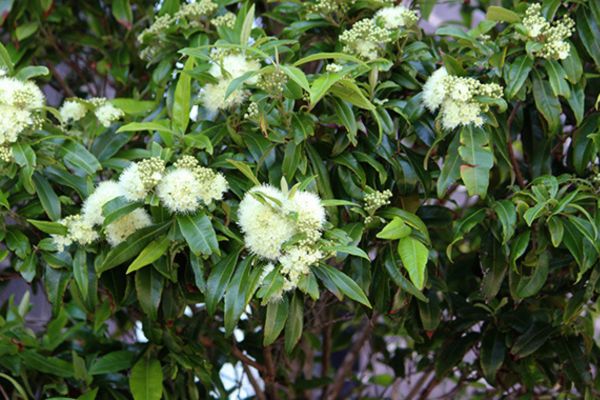 Lemon myrtle