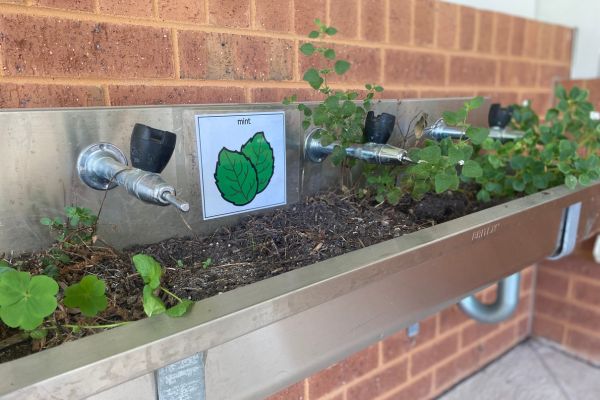 Drinking troughs repurposed as herb gardens