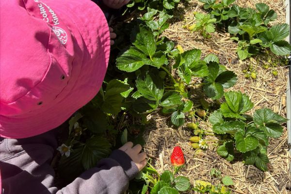 Children picking strawberries