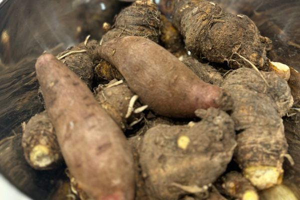 The children of Little Lane Early Learning Box Hill digged up taro and sweet potatoes from their garden.