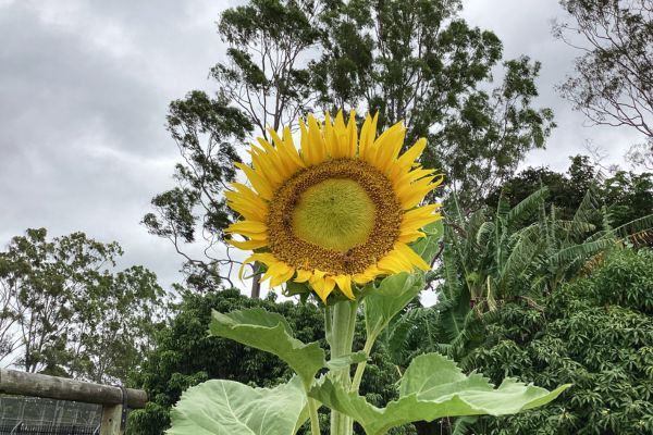 Bundaberg Special School