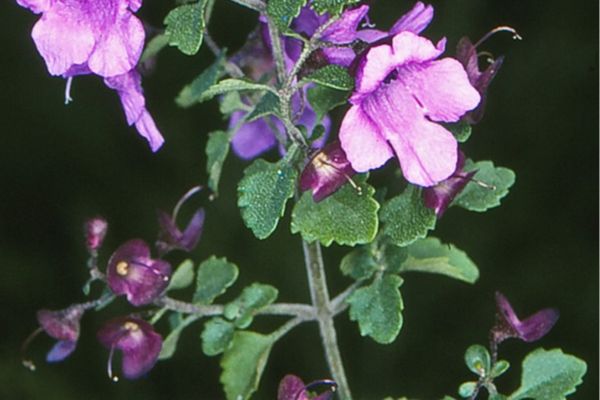 Native thyme