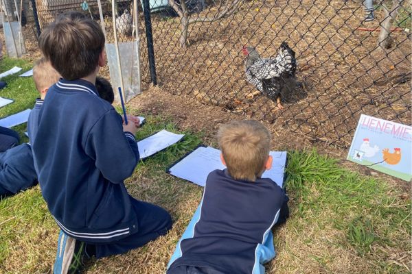 Children observing chicken at Sunbury Primary