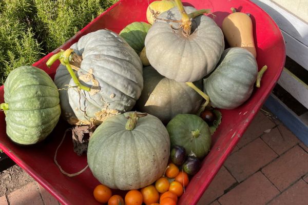 Pumpkins in a wheelbarrow