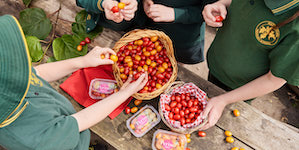 Tomato punnets on wooden table; children's hands above