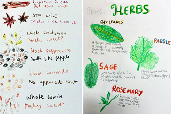 Botanical drawings at Collingwood College