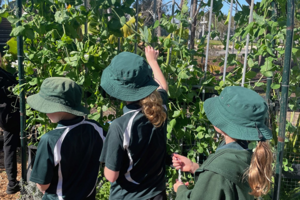 National Kitchen Garden Awards Kincumber