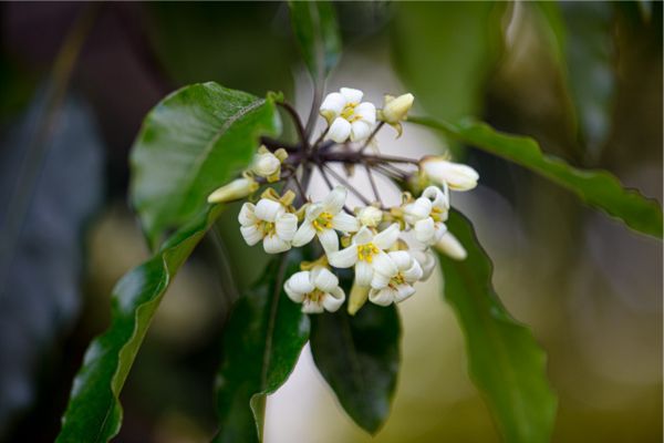Pittosporum undulatum flowers by Saahmad Bulbul CC BY-SA 4.0